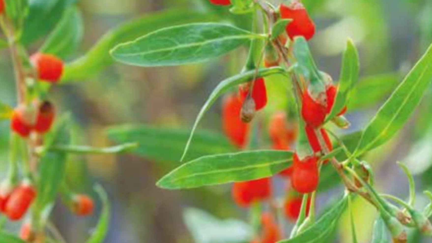 The Search for Goji Berries