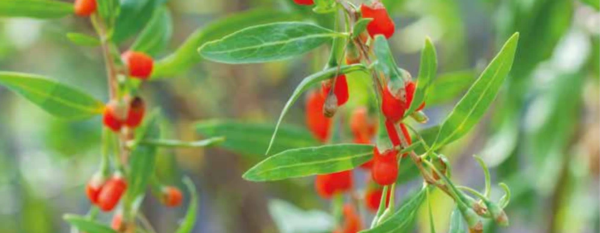 The Search for Goji Berries – ISUN Skincare Canada